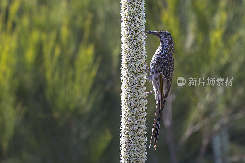 小Wattlebird (Anthochaera chrysoptera)站在努沙国家公园的草树花尖上。